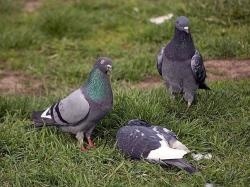Обнаружен вирус ньюкаслской болезни в популяции голубей в Княгининском районе Нижегородской области