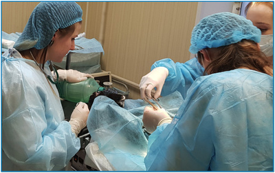 Хирургия и операции для животных